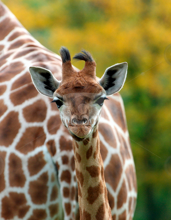 To use this stock image in your creative project, please select the size you need over to the right and click the "Add to Cart" button.
Your downloaded image will come with the Cutcaster watermark removed so don’t worry about the watermark you see on this page. Cute baby Giraffe stock photo, Portrait of a cute baby Giraffe in the wild. by Martin Crowdy