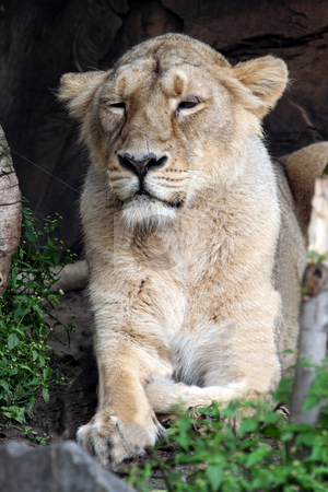 To use this stock image in your creative project, please select the size you need over to the right and click the "Add to Cart" button.
Your downloaded image will come with the Cutcaster watermark removed so don’t worry about the watermark you see on this page. African Lioness stock photo, Single female adult African lioness in wilderness, Kenya. by Martin Crowdy