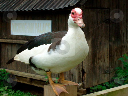To use this stock image in your creative project, please select the size you need over to the right and click the "Add to Cart" button.
Your downloaded image will come with the Cutcaster watermark removed so don’t worry about the watermark you see on this page. Duck sat on fence stock photo, Portrait of duck sat on a fence, shed behind says duckingham palace. by Martin Crowdy
