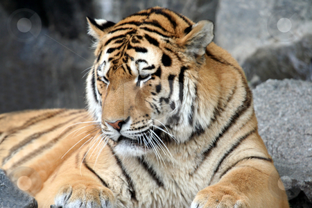 To use this stock image in your creative project, please select the size you need over to the right and click the "Add to Cart" button.
Your downloaded image will come with the Cutcaster watermark removed so don’t worry about the watermark you see on this page. Adult male Tiger portrait stock photo, Portrait of a beautiful adult tiger. by Martin Crowdy