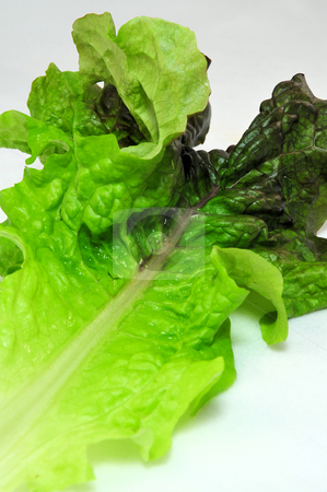 To use this stock image in your creative project, please select the size you need over to the right and click the "Add to Cart" button.
Your downloaded image will come with the Cutcaster watermark removed so don’t worry about the watermark you see on this page. Lettuce Leaf stock photo, Single Leaf of Lettuce on a light background by Lynn Bendickson