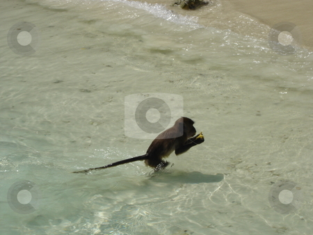 To use this stock image in your creative project, please select the size you need over to the right and click the "Add to Cart" button.
Your downloaded image will come with the Cutcaster watermark removed so don’t worry about the watermark you see on this page. Monkey Beach in Thailand stock photo, by Ritu Jethani