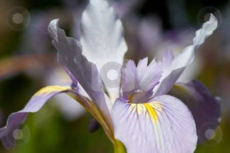To use this stock image in your creative project, please select the size you need over to the right and click the "Add to Cart" button.
Your downloaded image will come with the Cutcaster watermark removed so don’t worry about the watermark you see on this page. Iris Petals III stock photo, Closeup of a blooming Iris by Charles Jetzer