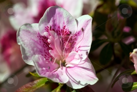 To use this stock image in your creative project, please select the size you need over to the right and click the "Add to Cart" button.
Your downloaded image will come with the Cutcaster watermark removed so don’t worry about the watermark you see on this page. Cherry Blossom stock photo, Cherry Blossom in Bloom by Charles Jetzer