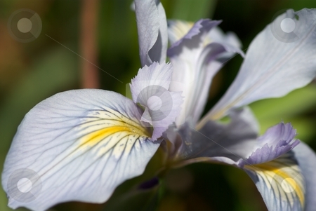 To use this stock image in your creative project, please select the size you need over to the right and click the "Add to Cart" button.
Your downloaded image will come with the Cutcaster watermark removed so don’t worry about the watermark you see on this page. Iris Petals II stock photo, Closeup of an Iris Bloom by Charles Jetzer
