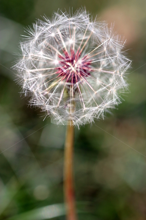 To use this stock image in your creative project, please select the size you need over to the right and click the "Add to Cart" button.
Your downloaded image will come with the Cutcaster watermark removed so don’t worry about the watermark you see on this page. Dandelion Seed Head stock photo, Dandelion full seed head with blurred natural background. by Henrik Lehnerer