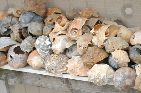 To use this stock image in your creative project, please select the size you need over to the right and click the "Add to Cart" button.
Your downloaded image will come with the Cutcaster watermark removed so don’t worry about the watermark you see on this page. Old Shells stock photo, Old shells on a shelf by Tim Markley