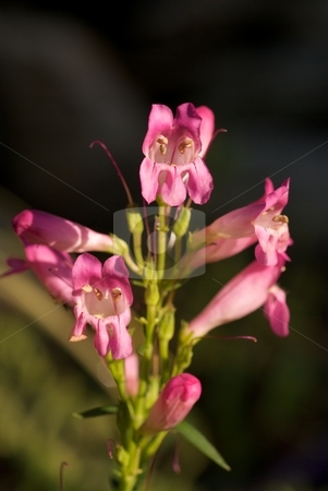 To use this stock image in your creative project, please select the size you need over to the right and click the "Add to Cart" button.
Your downloaded image will come with the Cutcaster watermark removed so don’t worry about the watermark you see on this page. Pink Dianthus stock photo, Closeup of a blooming pink Dianthus by Charles Jetzer