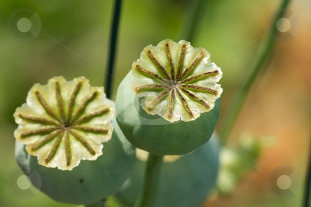 To use this stock image in your creative project, please select the size you need over to the right and click the "Add to Cart" button.
Your downloaded image will come with the Cutcaster watermark removed so don’t worry about the watermark you see on this page. Poppy Pods stock photo, Closeup of a pair of Oriental Poppy seed pods. by Charles Jetzer