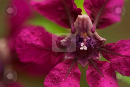 To use this stock image in your creative project, please select the size you need over to the right and click the "Add to Cart" button.
Your downloaded image will come with the Cutcaster watermark removed so don’t worry about the watermark you see on this page. Flamenco stock photo, Closeup of a Cuphea Flamenco bloom by Charles Jetzer