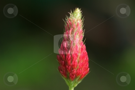 To use this stock image in your creative project, please select the size you need over to the right and click the "Add to Cart" button.
Your downloaded image will come with the Cutcaster watermark removed so don’t worry about the watermark you see on this page. Red Cone Wildflower stock photo, Closeup of a red cone shaped wildflower bloom by Charles Jetzer