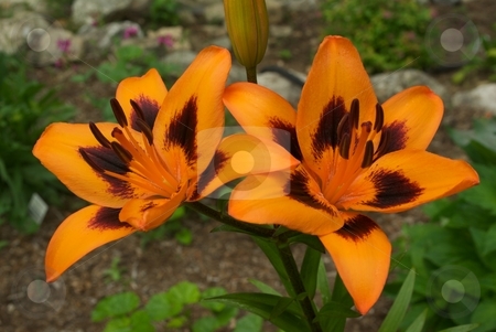 To use this stock image in your creative project, please select the size you need over to the right and click the "Add to Cart" button.
Your downloaded image will come with the Cutcaster watermark removed so don’t worry about the watermark you see on this page. Orange Lily Pair stock photo, Closeup of orange Lily flowers by Charles Jetzer