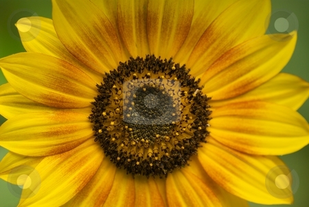 To use this stock image in your creative project, please select the size you need over to the right and click the "Add to Cart" button.
Your downloaded image will come with the Cutcaster watermark removed so don’t worry about the watermark you see on this page. Yellow Sunflower with Orange Ring stock photo, Yellow Sunflower with orange ring by Charles Jetzer