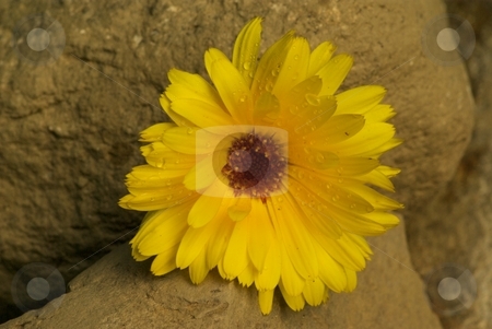 To use this stock image in your creative project, please select the size you need over to the right and click the "Add to Cart" button.
Your downloaded image will come with the Cutcaster watermark removed so don’t worry about the watermark you see on this page. Yellow Wildflower on rocks stock photo, A yellow wildflower on rocks by Charles Jetzer