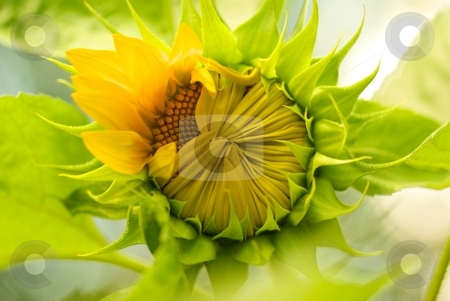 To use this stock image in your creative project, please select the size you need over to the right and click the "Add to Cart" button.
Your downloaded image will come with the Cutcaster watermark removed so don’t worry about the watermark you see on this page. Opening Sunflower stock photo, A Sunflower just opening its petals by Charles Jetzer