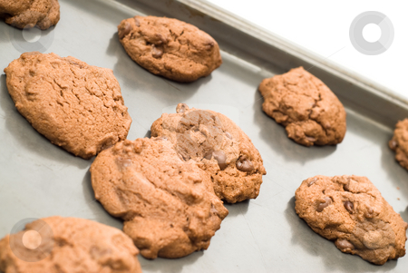 To use this stock image in your creative project, please select the size you need over to the right and click the "Add to Cart" button.
Your downloaded image will come with the Cutcaster watermark removed so don’t worry about the watermark you see on this page. Homemade Chocolate Chip Cookies stock photo, A pan of homemade chocolate chip cookies that were freshly baked by Richard Nelson
