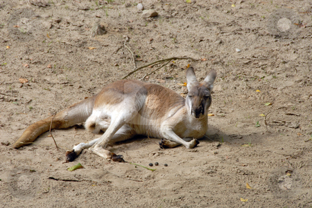 To use this stock image in your creative project, please select the size you need over to the right and click the "Add to Cart" button.
Your downloaded image will come with the Cutcaster watermark removed so don’t worry about the watermark you see on this page. An eastern grey kangaroo stock photo, An eastern grey kangaroo sitting down and having a rest by Joanna Szycik