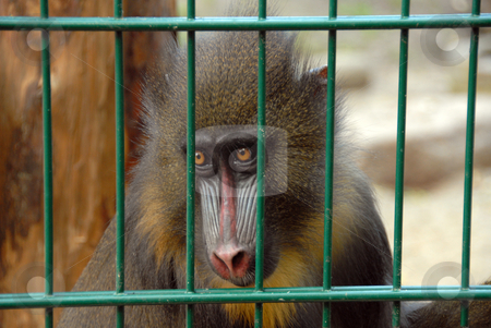To use this stock image in your creative project, please select the size you need over to the right and click the "Add to Cart" button.
Your downloaded image will come with the Cutcaster watermark removed so don’t worry about the watermark you see on this page. Monkey at zoo stock photo, A caged monkey looking out through the cage at zoo by Joanna Szycik