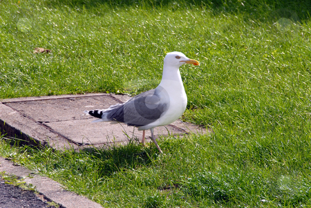 To use this stock image in your creative project, please select the size you need over to the right and click the "Add to Cart" button.
Your downloaded image will come with the Cutcaster watermark removed so don’t worry about the watermark you see on this page. Gull stock photo, Gull is looking for food by Joanna Szycik