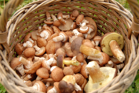 To use this stock image in your creative project, please select the size you need over to the right and click the "Add to Cart" button.
Your downloaded image will come with the Cutcaster watermark removed so don’t worry about the watermark you see on this page. Mushrooms in basket stock photo, Mushrooms in basket on background of green grass by Joanna Szycik