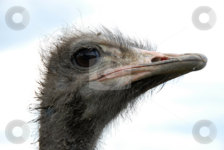 To use this stock image in your creative project, please select the size you need over to the right and click the "Add to Cart" button.
Your downloaded image will come with the Cutcaster watermark removed so don’t worry about the watermark you see on this page. Ostrich stock photo, Picture of Ostrich - A portrait of an Ostrich with background of sky by Joanna Szycik