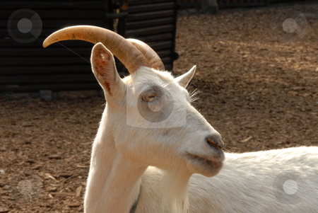 To use this stock image in your creative project, please select the size you need over to the right and click the "Add to Cart" button.
Your downloaded image will come with the Cutcaster watermark removed so don’t worry about the watermark you see on this page. White goat stock photo, A white goat portrait - in a mountain by Joanna Szycik