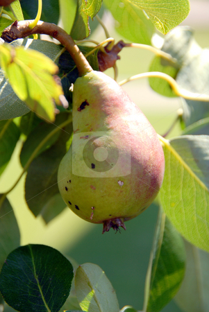 To use this stock image in your creative project, please select the size you need over to the right and click the "Add to Cart" button.
Your downloaded image will come with the Cutcaster watermark removed so don’t worry about the watermark you see on this page. Pears stock photo, This pear has just a little more growing to do before it is completely ripe. it will soon be delicious by Joanna Szycik