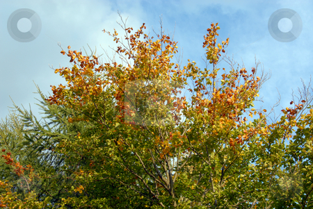 To use this stock image in your creative project, please select the size you need over to the right and click the "Add to Cart" button.
Your downloaded image will come with the Cutcaster watermark removed so don’t worry about the watermark you see on this page. Leaves stock photo, Pile of yellow and red autumn leaves by Joanna Szycik