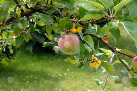 To use this stock image in your creative project, please select the size you need over to the right and click the "Add to Cart" button.
Your downloaded image will come with the Cutcaster watermark removed so don’t worry about the watermark you see on this page. Photo of Apple stock photo, Photo of Apple on an Apple Tree by Joanna Szycik