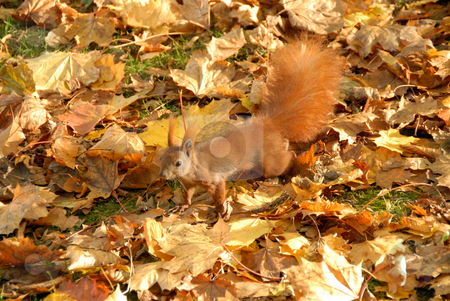 To use this stock image in your creative project, please select the size you need over to the right and click the "Add to Cart" button.
Your downloaded image will come with the Cutcaster watermark removed so don’t worry about the watermark you see on this page. Squirrel stock photo, Red squirrel at warm autumn fall day by Joanna Szycik