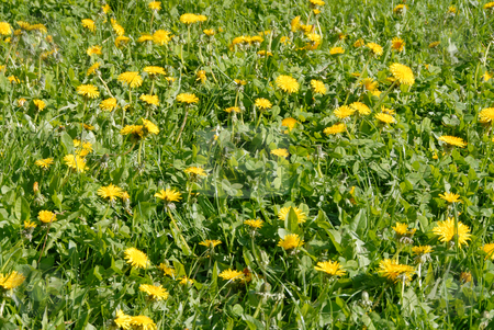 To use this stock image in your creative project, please select the size you need over to the right and click the "Add to Cart" button.
Your downloaded image will come with the Cutcaster watermark removed so don’t worry about the watermark you see on this page. Dandelions stock photo, Spring flower landscape. Dandelions on a sunny day. by Joanna Szycik