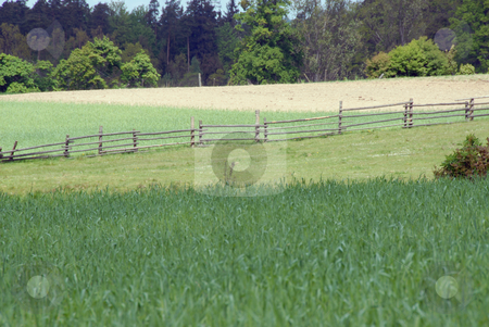 To use this stock image in your creative project, please select the size you need over to the right and click the "Add to Cart" button.
Your downloaded image will come with the Cutcaster watermark removed so don’t worry about the watermark you see on this page. Young wheat stock photo, Field of young wheat on sunny day. Similar to grass. by Joanna Szycik