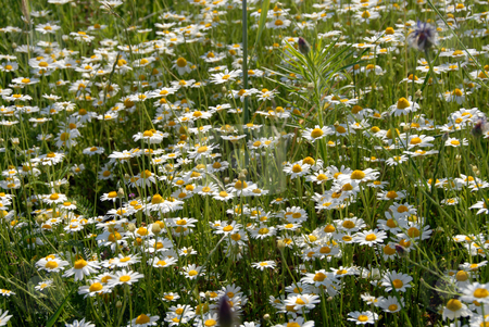 To use this stock image in your creative project, please select the size you need over to the right and click the "Add to Cart" button.
Your downloaded image will come with the Cutcaster watermark removed so don’t worry about the watermark you see on this page. Camomile stock photo, A host of camomile basking in the summer sun by Joanna Szycik