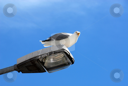 To use this stock image in your creative project, please select the size you need over to the right and click the "Add to Cart" button.
Your downloaded image will come with the Cutcaster watermark removed so don’t worry about the watermark you see on this page. Gull stock photo, Gull resting on a Lamppost near marina by Joanna Szycik