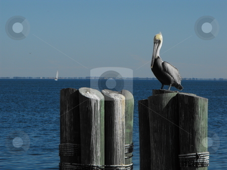 To use this stock image in your creative project, please select the size you need over to the right and click the "Add to Cart" button.
Your downloaded image will come with the Cutcaster watermark removed so don’t worry about the watermark you see on this page. Perfect Perch stock photo, Dock pilings provide the perfect perch for pelicans and other waterfowl on lakes and oceans. This brown pelican was sunning itself at St. Pete's Pier on Florida's Tampa Bay. by Dennis Thomsen