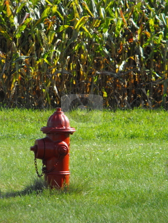 To use this stock image in your creative project, please select the size you need over to the right and click the "Add to Cart" button.
Your downloaded image will come with the Cutcaster watermark removed so don’t worry about the watermark you see on this page. Protecting the corn field? stock photo, A red fire hydrant is not a normal sight on the edge of a corn field, but an image like this is not unusual to the rural towns in Iowa or the midwest. by Dennis Thomsen