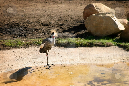 To use this stock image in your creative project, please select the size you need over to the right and click the "Add to Cart" button.
Your downloaded image will come with the Cutcaster watermark removed so don’t worry about the watermark you see on this page. East African Crowned Crane stock photo, The Grey Crowned Crane is a bird in the crane family Gruidae by Henrik Lehnerer