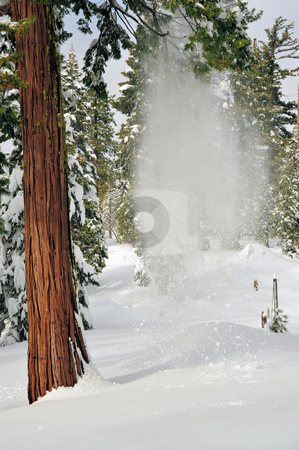 To use this stock image in your creative project, please select the size you need over to the right and click the "Add to Cart" button.
Your downloaded image will come with the Cutcaster watermark removed so don’t worry about the watermark you see on this page. Falling Snow stock photo, Snow falling from a tree branch caught before hitting the ground by Lynn Bendickson