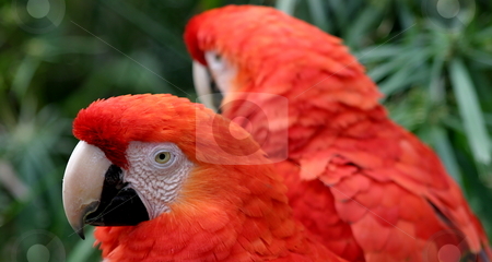 To use this stock image in your creative project, please select the size you need over to the right and click the "Add to Cart" button.
Your downloaded image will come with the Cutcaster watermark removed so don’t worry about the watermark you see on this page. Scarlet Macaws stock photo, The Scarlet Macaws is a large colorful parrot. by Henrik Lehnerer