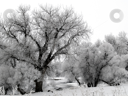 To use this stock image in your creative project, please select the size you need over to the right and click the "Add to Cart" button.
Your downloaded image will come with the Cutcaster watermark removed so don’t worry about the watermark you see on this page. River Frost stock photo, Big Thompson River on a foggy and frosty morning. by John McLaird