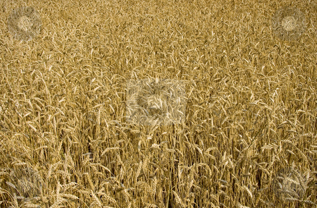 To use this stock image in your creative project, please select the size you need over to the right and click the "Add to Cart" button.
Your downloaded image will come with the Cutcaster watermark removed so don’t worry about the watermark you see on this page. Wheat field ready for harvest stock photo, Golden wheat field in the middle of summer ready for harvest. by Robert Ranson