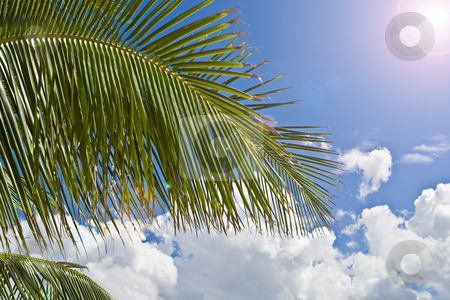 To use this stock image in your creative project, please select the size you need over to the right and click the "Add to Cart" button.
Your downloaded image will come with the Cutcaster watermark removed so don’t worry about the watermark you see on this page. Palm tree paradise stock photo, Palm tree with blue sky and clouds in background with sun shining down. by Robert Ranson