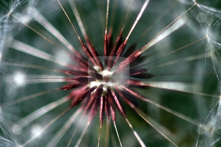 To use this stock image in your creative project, please select the size you need over to the right and click the "Add to Cart" button.
Your downloaded image will come with the Cutcaster watermark removed so don’t worry about the watermark you see on this page. Dandelion Seed Head stock photo, Dandelion full seed head with blurred natural background. by Henrik Lehnerer