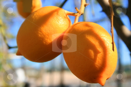 To use this stock image in your creative project, please select the size you need over to the right and click the "Add to Cart" button.
Your downloaded image will come with the Cutcaster watermark removed so don’t worry about the watermark you see on this page. Lemons stock photo, by Michael Felix