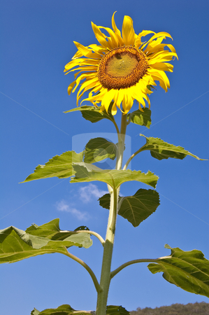 a sunflower stock photo cookies templates