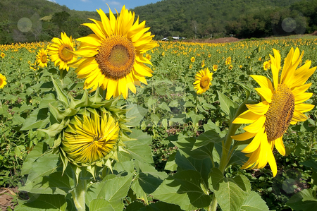 To use this stock image in your creative project, please select the size you need over to the right and click the "Add to Cart" button.
Your downloaded image will come with the Cutcaster watermark removed so don’t worry about the watermark you see on this page. Sunflowers Family stock photo, Scene of sunflowers that look like Mom Dad and Son by Pawee Lorsuwannarat