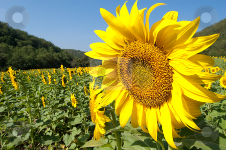 To use this stock image in your creative project, please select the size you need over to the right and click the "Add to Cart" button.
Your downloaded image will come with the Cutcaster watermark removed so don’t worry about the watermark you see on this page. Sunflowers field stock photo, A sweet sunflower stands out in the field by Pawee Lorsuwannarat