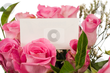 To use this stock image in your creative project, please select the size you need over to the right and click the "Add to Cart" button.
Your downloaded image will come with the Cutcaster watermark removed so don’t worry about the watermark you see on this page. Roses and Message Card stock photo, Closeup view of a bouquet of roses and your text on a card by Richard Nelson