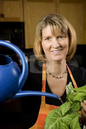 To use this stock image in your creative project, please select the size you need over to the right and click the "Add to Cart" button.
Your downloaded image will come with the Cutcaster watermark removed so don’t worry about the watermark you see on this page. Woman in Kitchen Watering a Plant stock photo, Woman in Kitchen Watering Wearing Apron a Plant by Scott Griessel