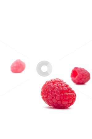 To use this stock image in your creative project, please select the size you need over to the right and click the "Add to Cart" button.
Your downloaded image will come with the Cutcaster watermark removed so don’t worry about the watermark you see on this page. Three raspberries on white stock photo, A horizontal view of three red raspberries on white.
The back two are out of focus by Vince Clements